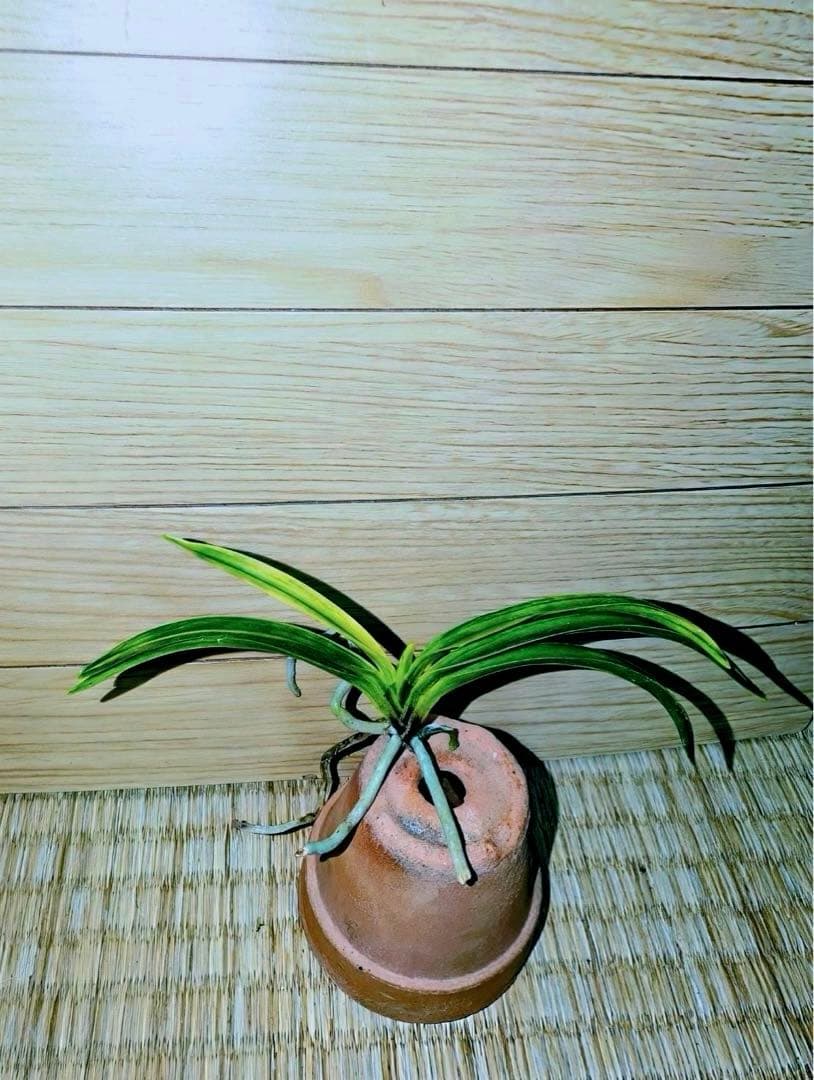 富貴蘭「李白」早い者勝ちのサービス商品♪