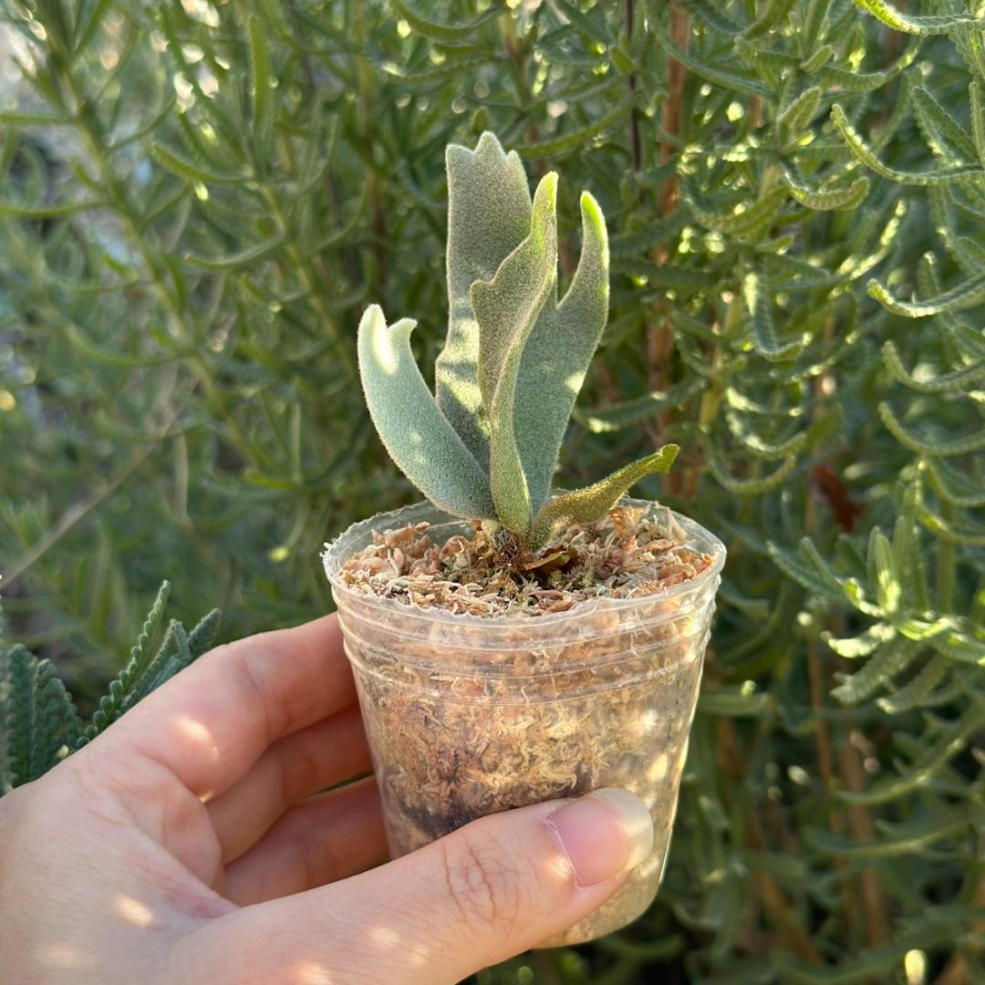 P.willinckii ’Asurada’ Sporeling 09