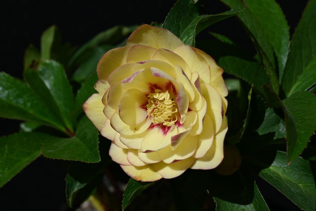 クリスマスローズ　ddゴールドピコティフラッシュ　加藤農園