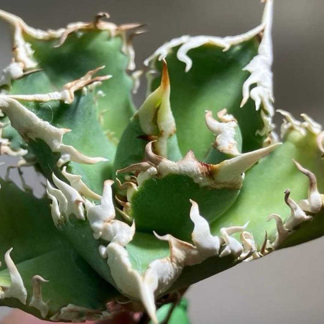 n*u様 【オークション】11 特選　太棘　アガべ　チタノタ　白豪刺　TC