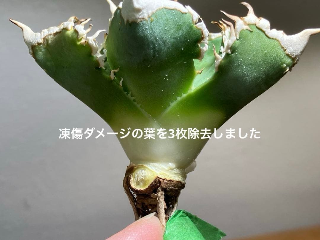 n*u様 【オークション】11 特選　太棘　アガべ　チタノタ　白豪刺　TC