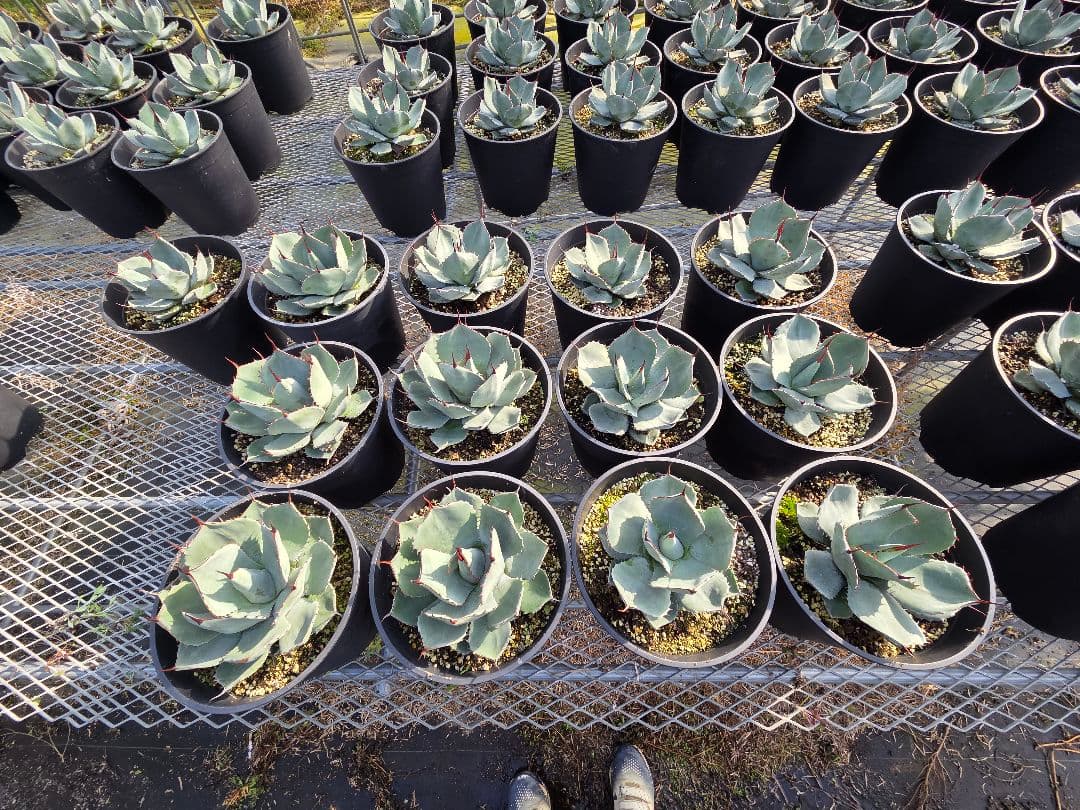 アカベ　パリートランカータ