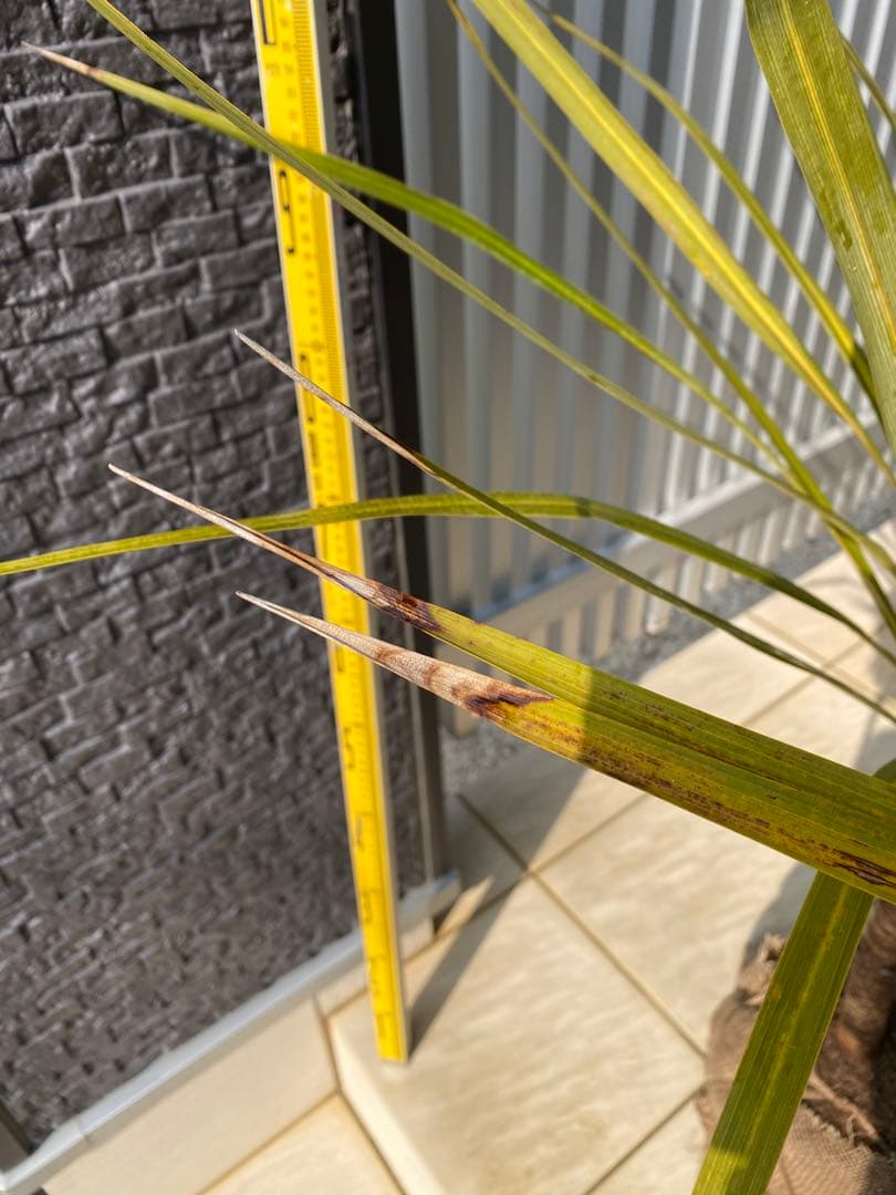 ニオイシュロラン　 コルジリネ・オーストラリス　ドラセナ