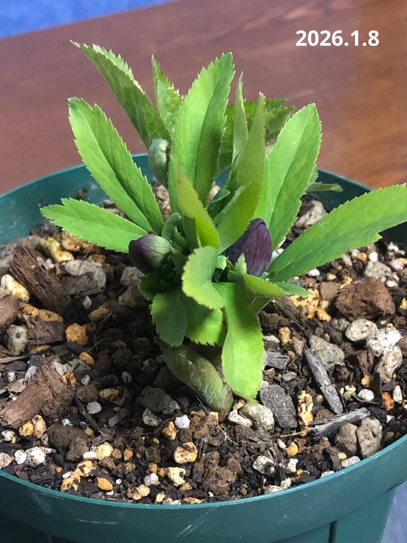 クリスマスローズ　原種　クロアチクス②