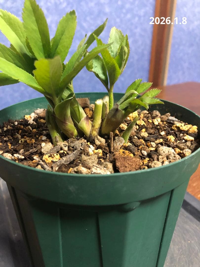 クリスマスローズ　原種　クロアチクス②