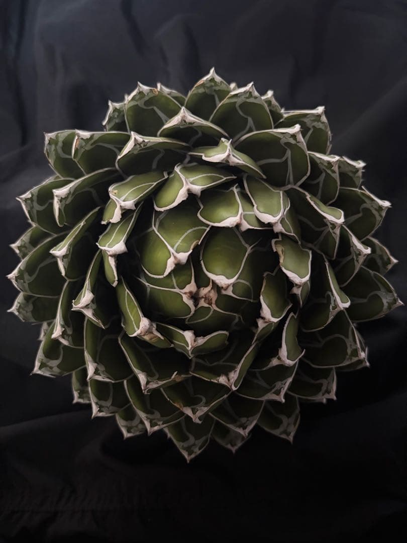 専用ページ　アガベ ダルマ笹の雪　濃白大苗◇ドライガーデン多肉サボテン　チタノタ