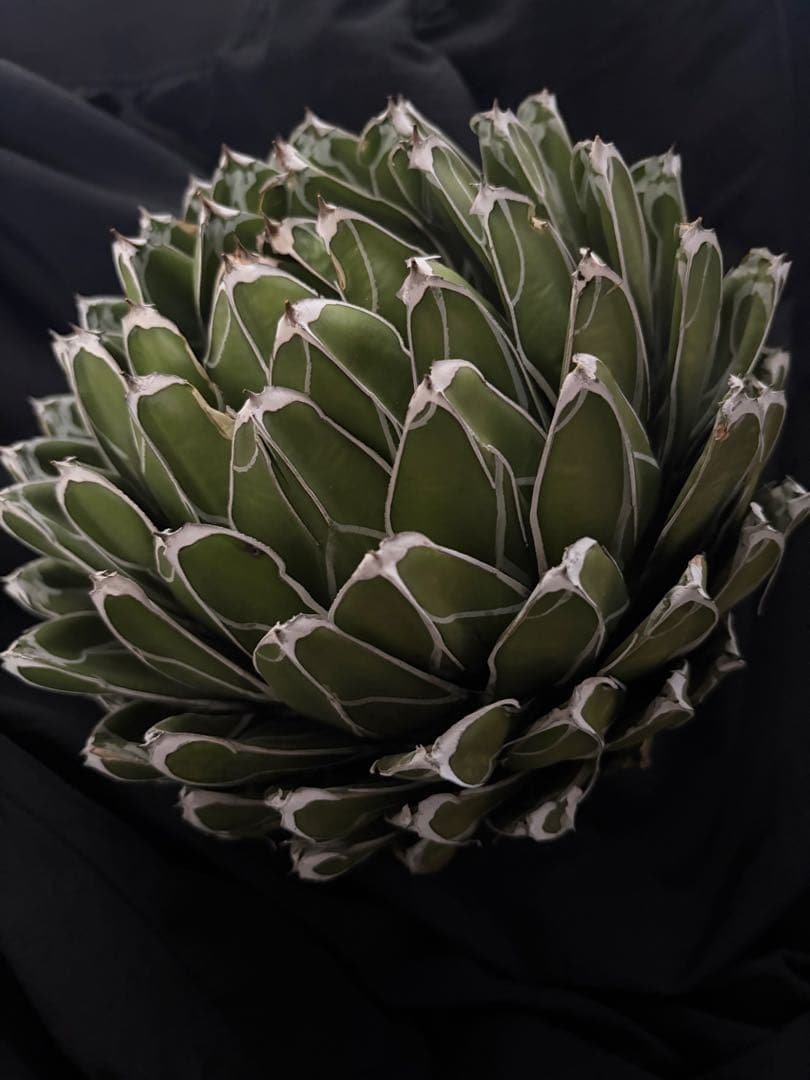 専用ページ　アガベ ダルマ笹の雪　濃白大苗◇ドライガーデン多肉サボテン　チタノタ