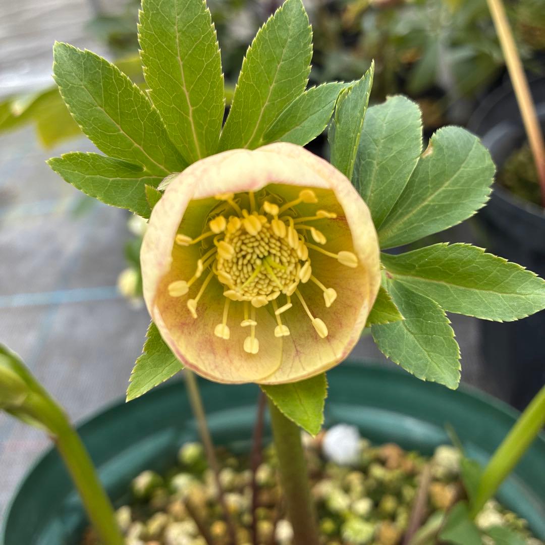 クリスマスローズ　手毬　７寸