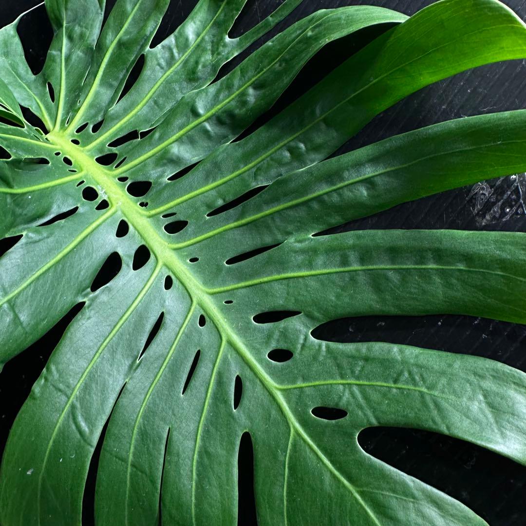 し*け様 モンステラデリシオーサマクロコズム超希少系統鉢植え67㎝