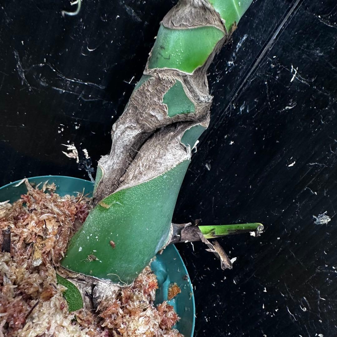 し*け様 モンステラデリシオーサマクロコズム超希少系統鉢植え67㎝