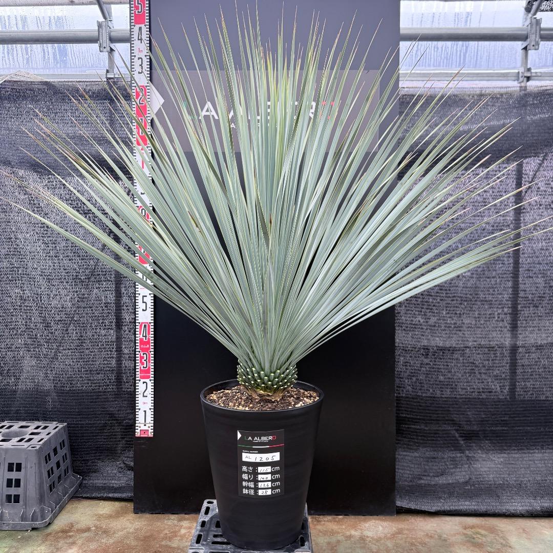 【AL1205】ユッカ　ロストラータ　ランチョブルー（品種名）