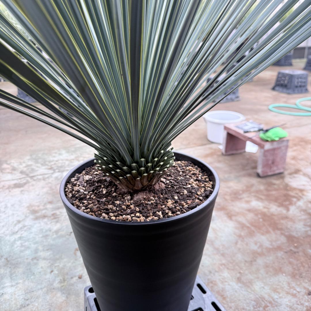 【AL1205】ユッカ　ロストラータ　ランチョブルー（品種名）