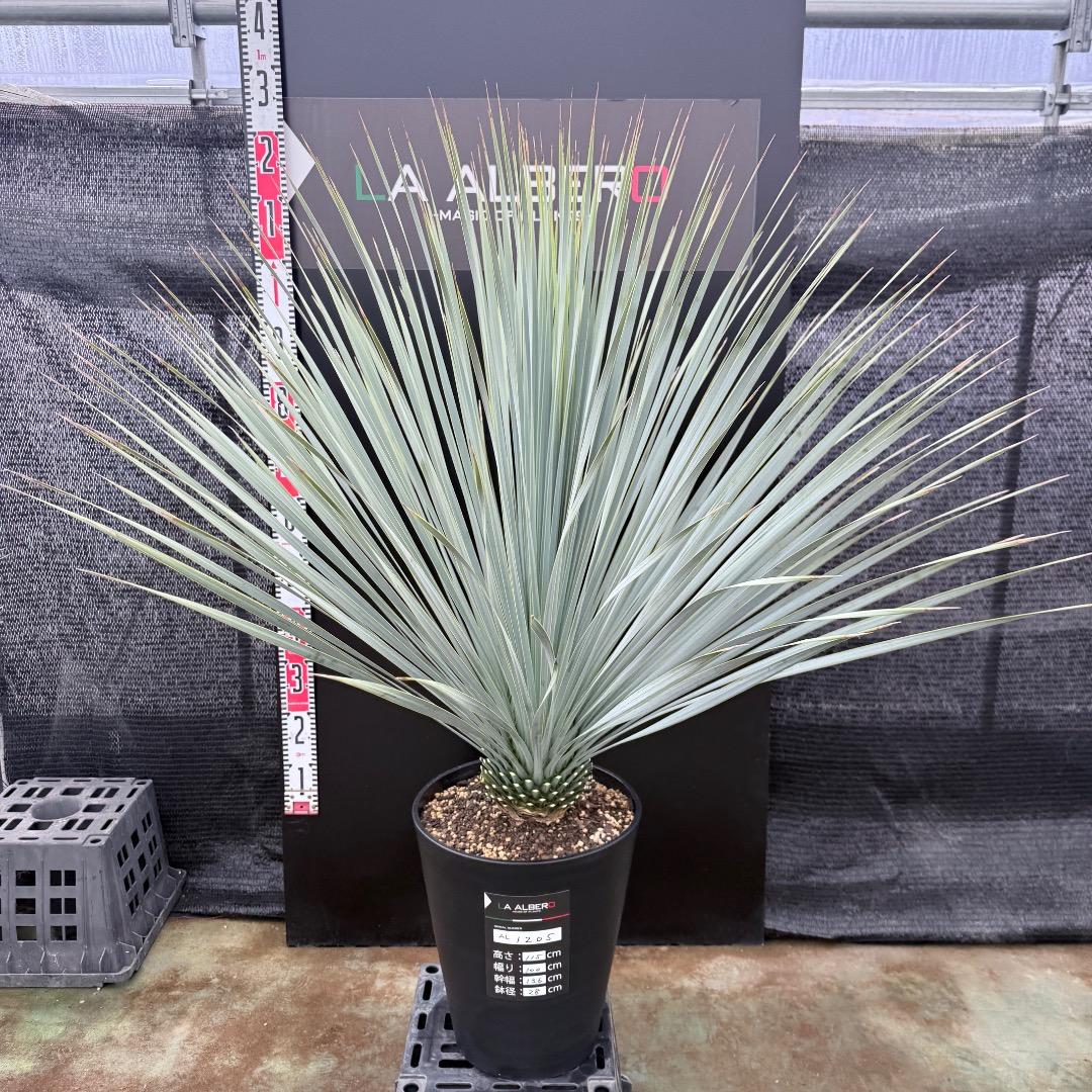 【AL1205】ユッカ　ロストラータ　ランチョブルー（品種名）