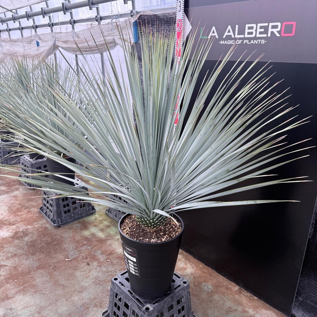 【AL1205】ユッカ　ロストラータ　ランチョブルー（品種名）