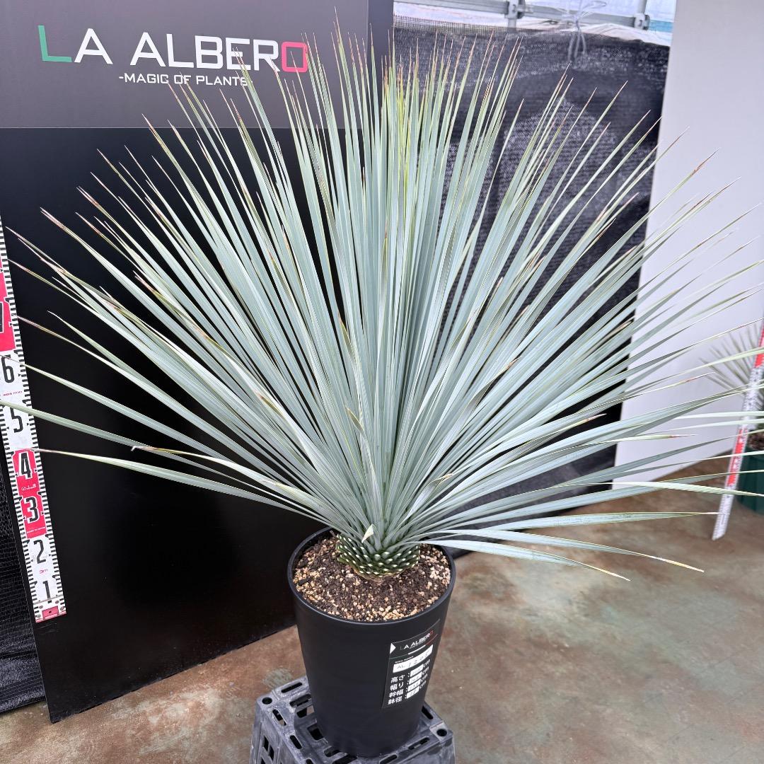 【AL1205】ユッカ　ロストラータ　ランチョブルー（品種名）