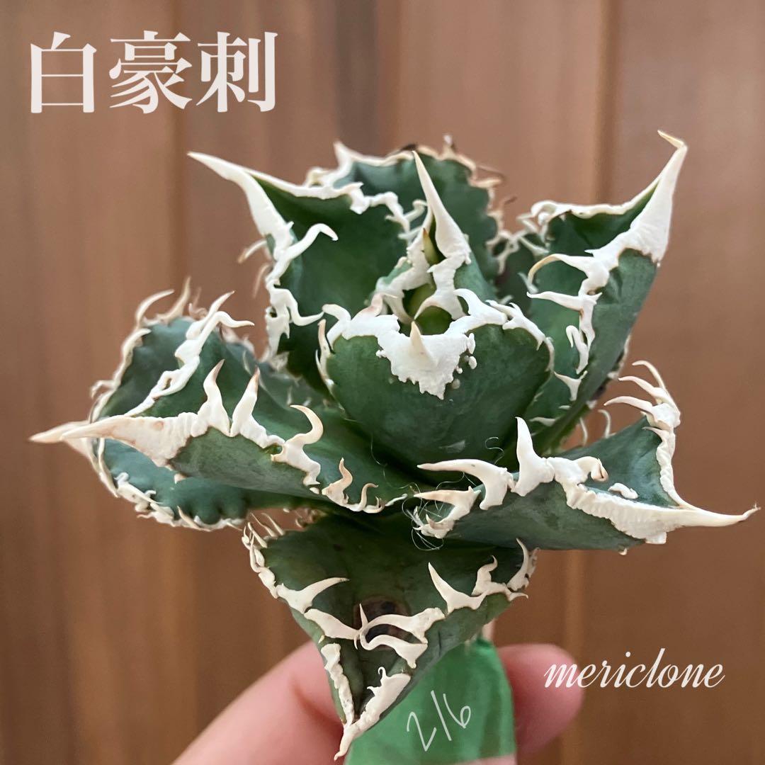 【速達】12 訳あり サイズ大　優秀　アガべ　チタノタ　白豪刺　TC