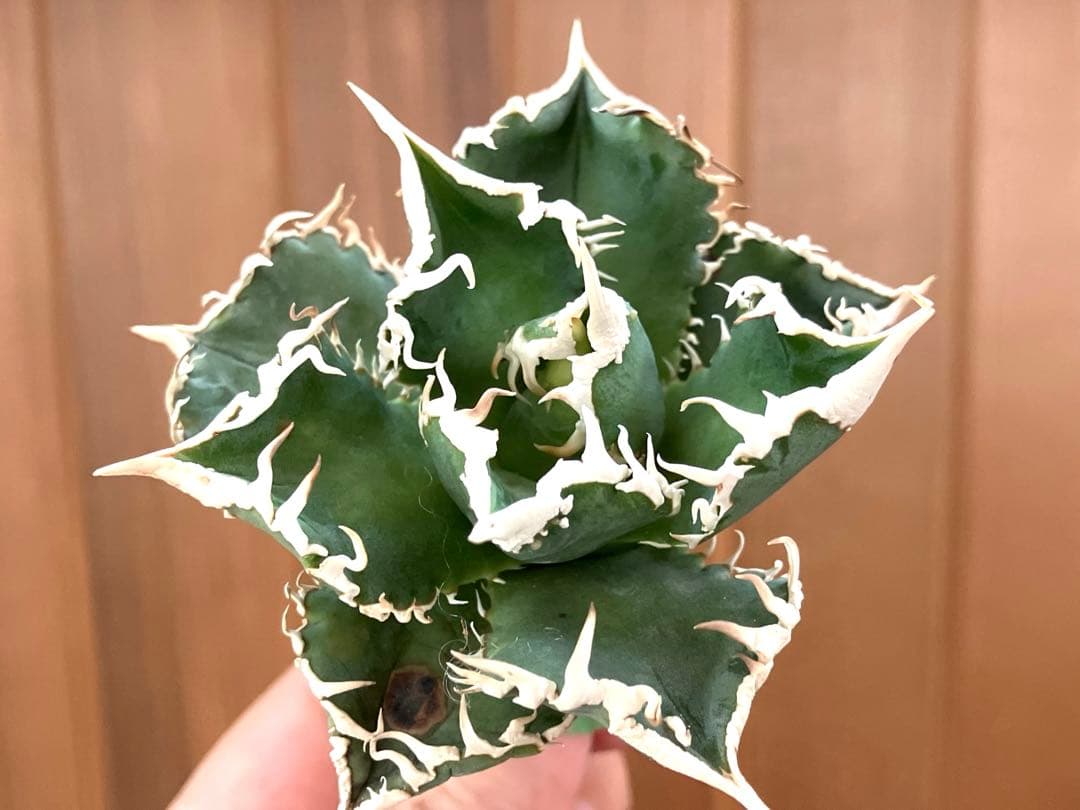 【速達】12 訳あり サイズ大　優秀　アガべ　チタノタ　白豪刺　TC