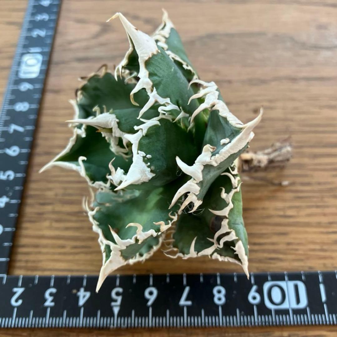 【速達】12 訳あり サイズ大　優秀　アガべ　チタノタ　白豪刺　TC