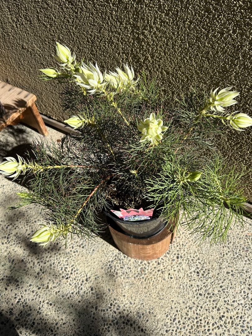 セルリアブラッシングブライド7号