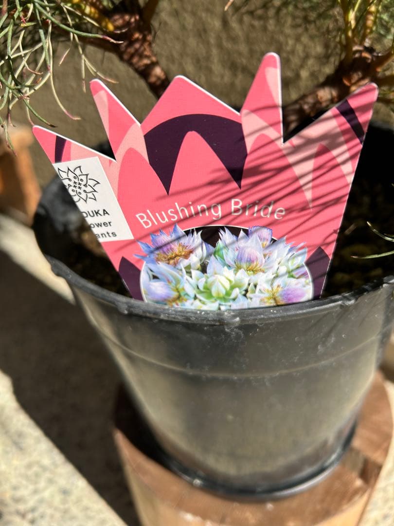 セルリアブラッシングブライド7号