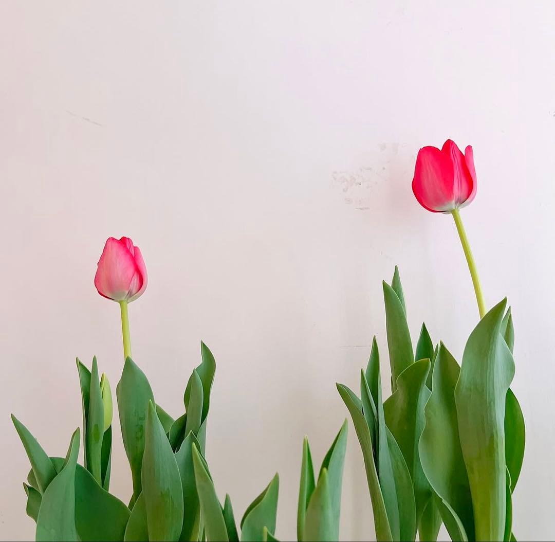 Hana品　vos３点セットx2セット　Dマスク