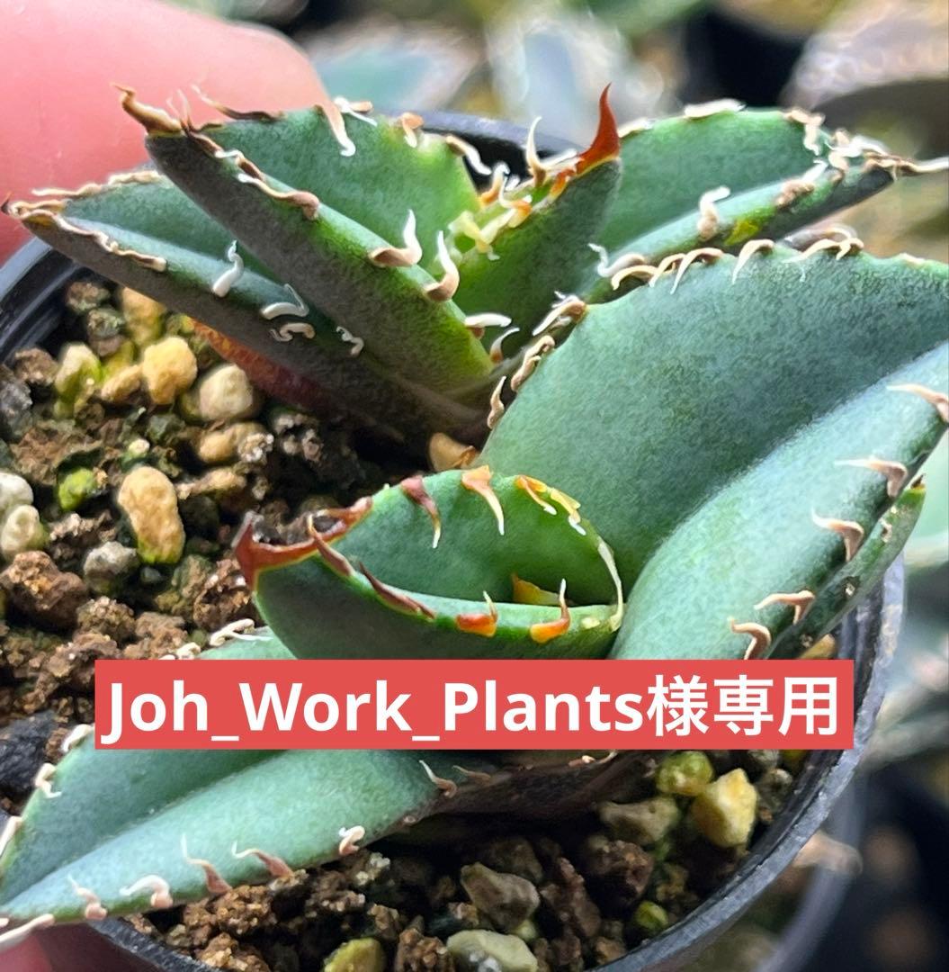 Joh_Work_Plants　アガベ