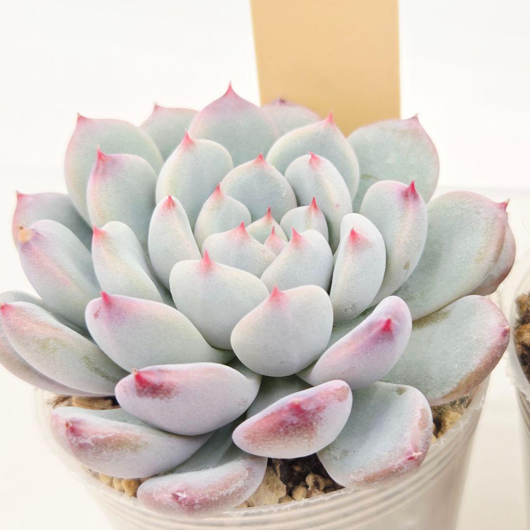 ひかる様 5苗 メルカリ便送料込