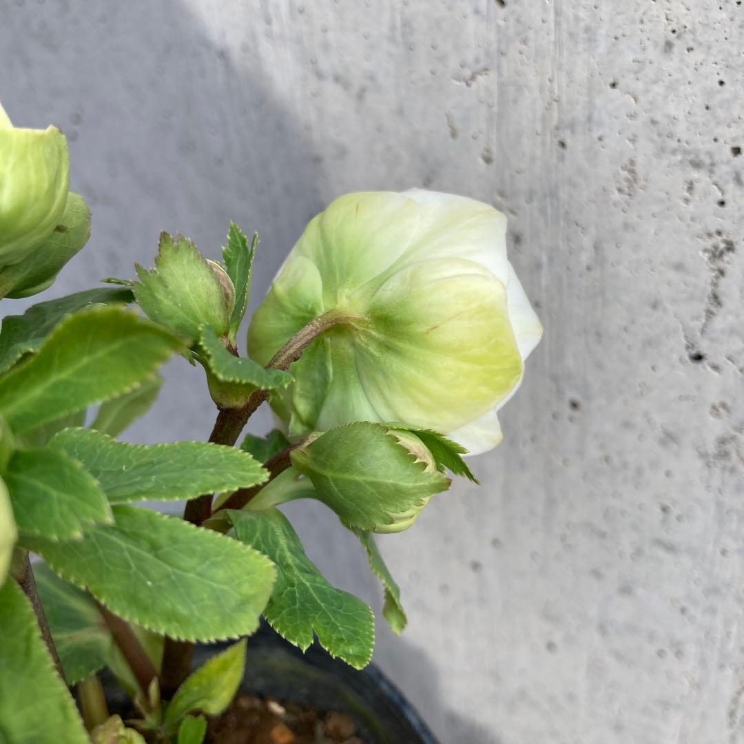 クリスマスローズ　開花株　3.5寸 　大木ナーセリー