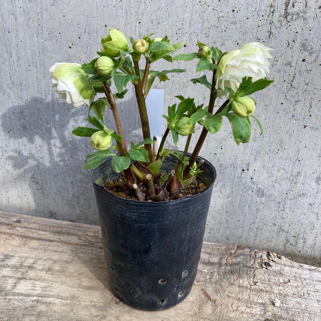 クリスマスローズ　開花株　3.5寸 　大木ナーセリー