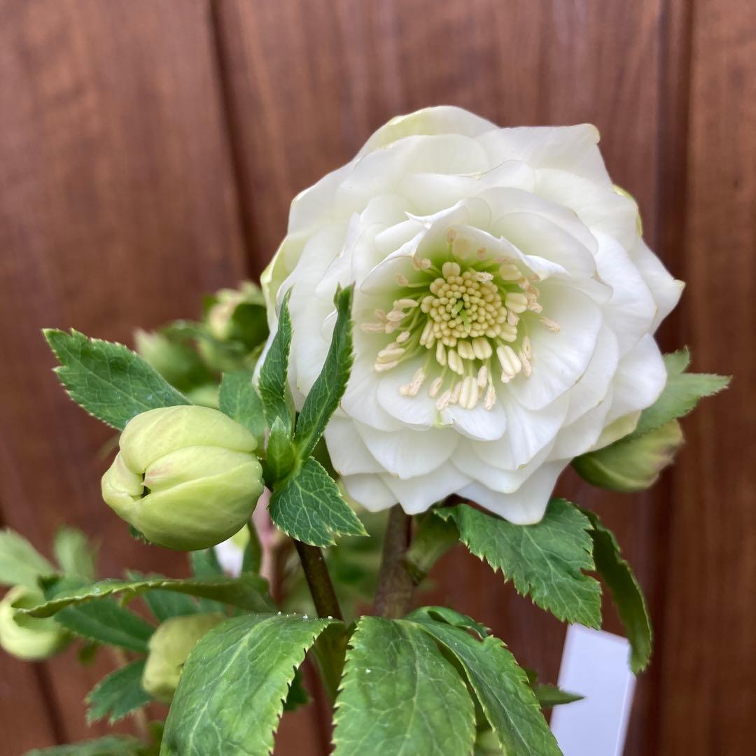 クリスマスローズ　開花株　3.5寸 　大木ナーセリー