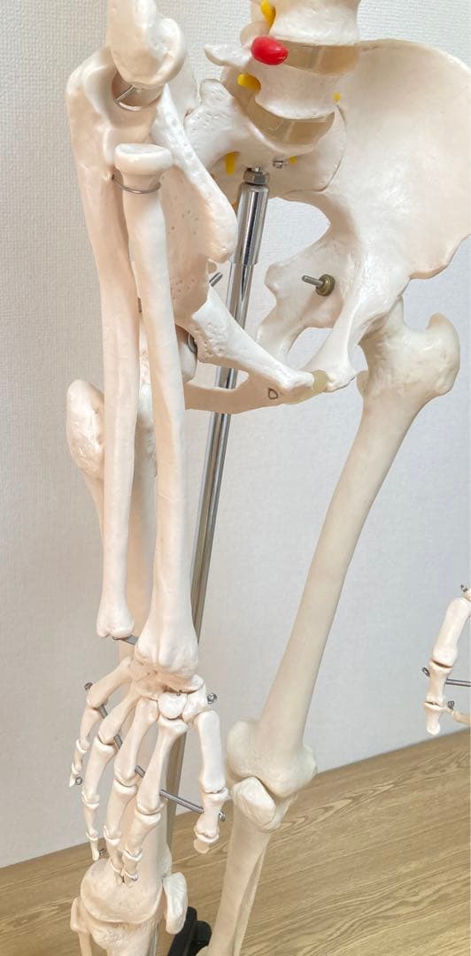 ☆レア 全身人体模型 骨格標本 約180cm 可動式 キャスター付き 医学 教材
