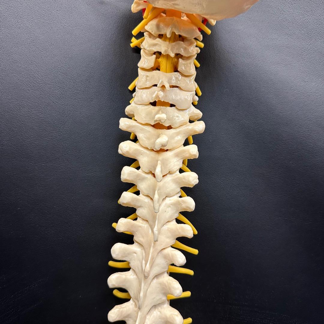 ♡※後右棚c1001 somso 脊柱模型 人体模型 人体骨格模型 約80cm