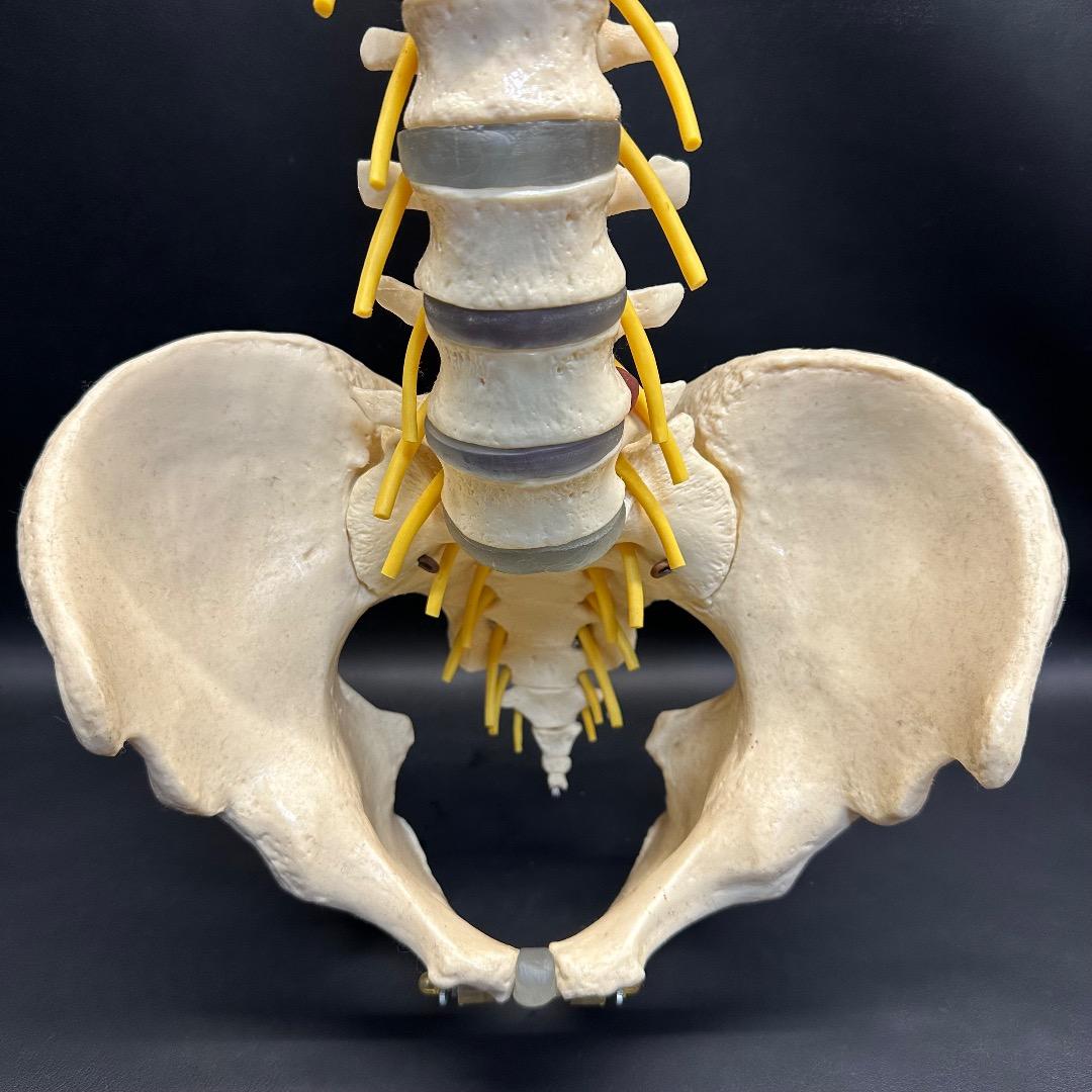 ♡※後右棚c1001 somso 脊柱模型 人体模型 人体骨格模型 約80cm