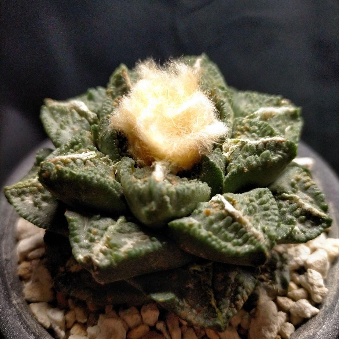 メルモ☆彡ユキエまとめ