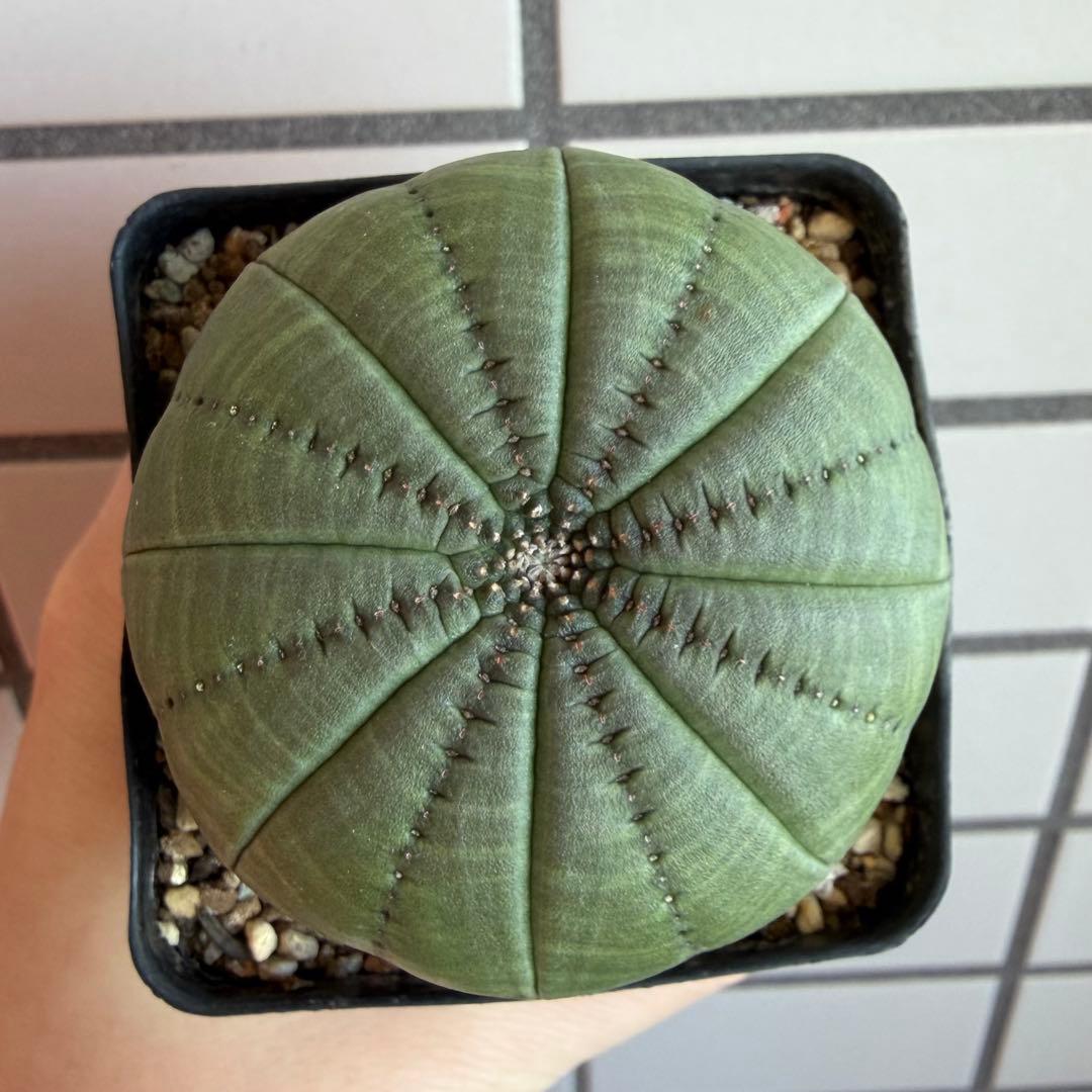 ハ*オ様 ④ ユーフォルビア シンメトリカ 実生 増稜