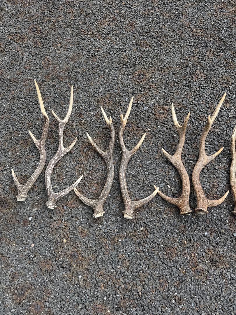鹿の角 13本 まとめ売り