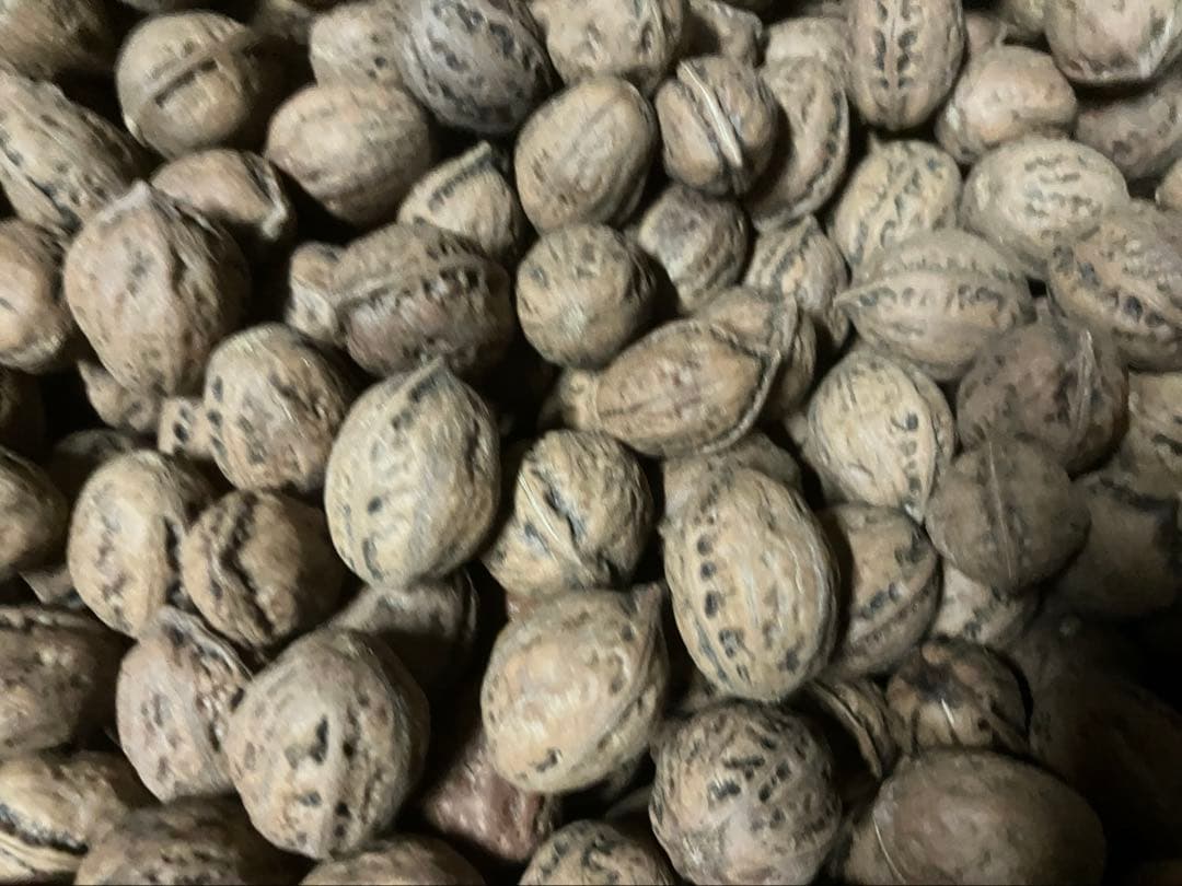 年末特別値下げL令和7年産　オニクルミ（鬼胡桃・鬼クルミ） 10kg