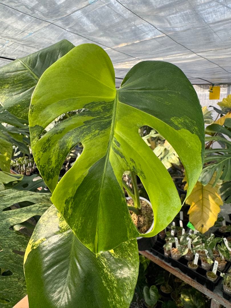 モンステラ　イエローマリリン　黄斑入り　健康株　朝礼セール