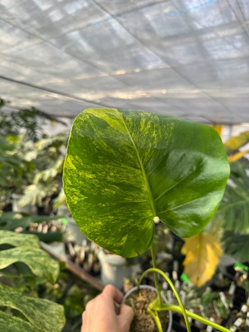 モンステラ　イエローマリリン　黄斑入り　健康株　朝礼セール