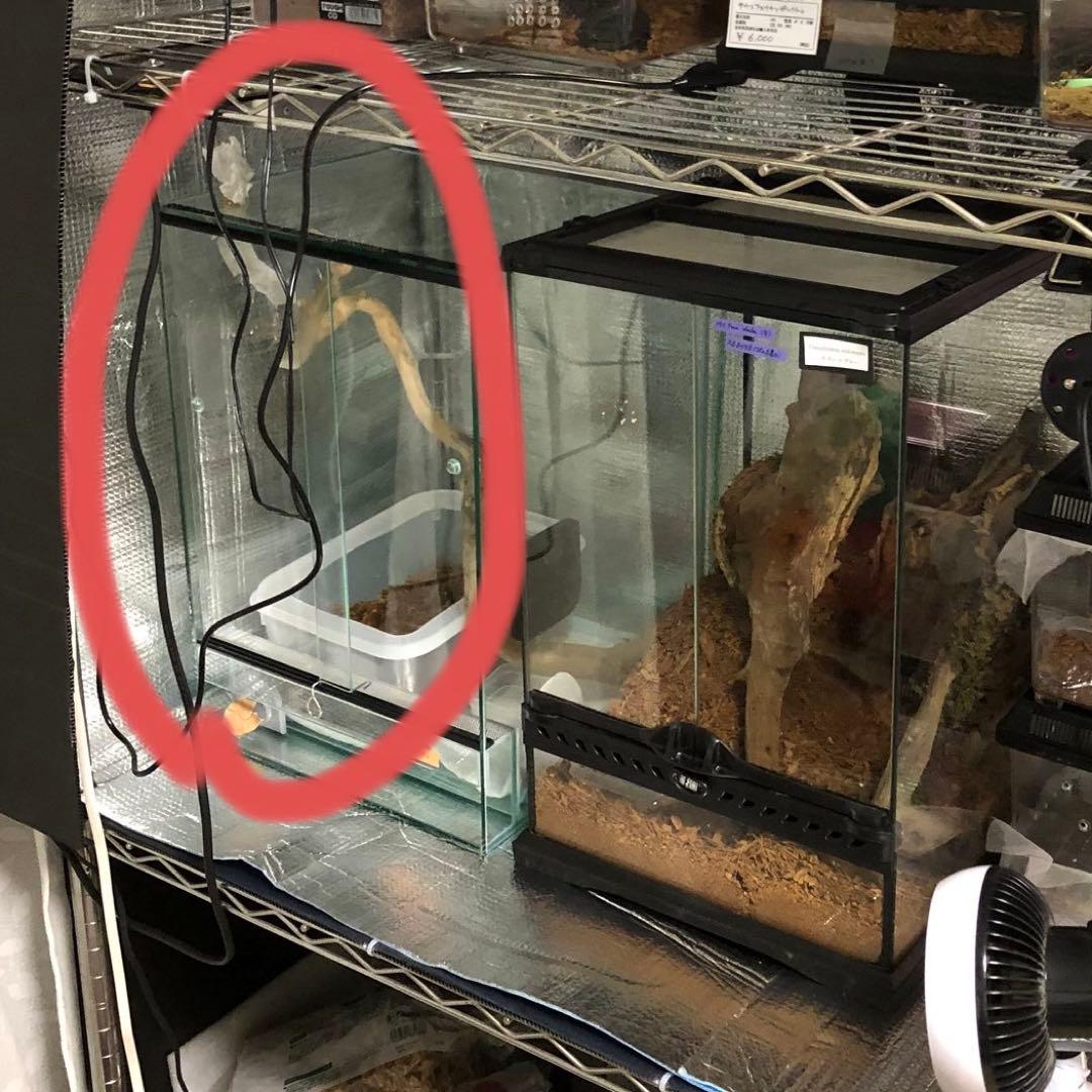 排水口付きガラスケージ《爬虫類・パルダリウム》