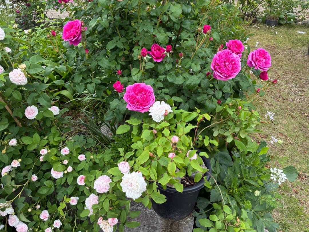 ER・ジェームズ・L. オースチン【大苗】イングリッシュローズ