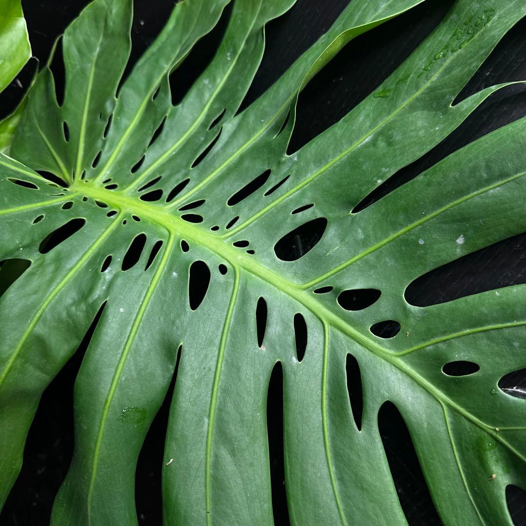 y*_様 モンステラデリシオーサマクロコズム超希少系統鉢植え80㎝