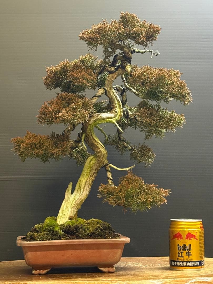 マ*郎様 [サービス❗️オークション❗️盆栽]真柏