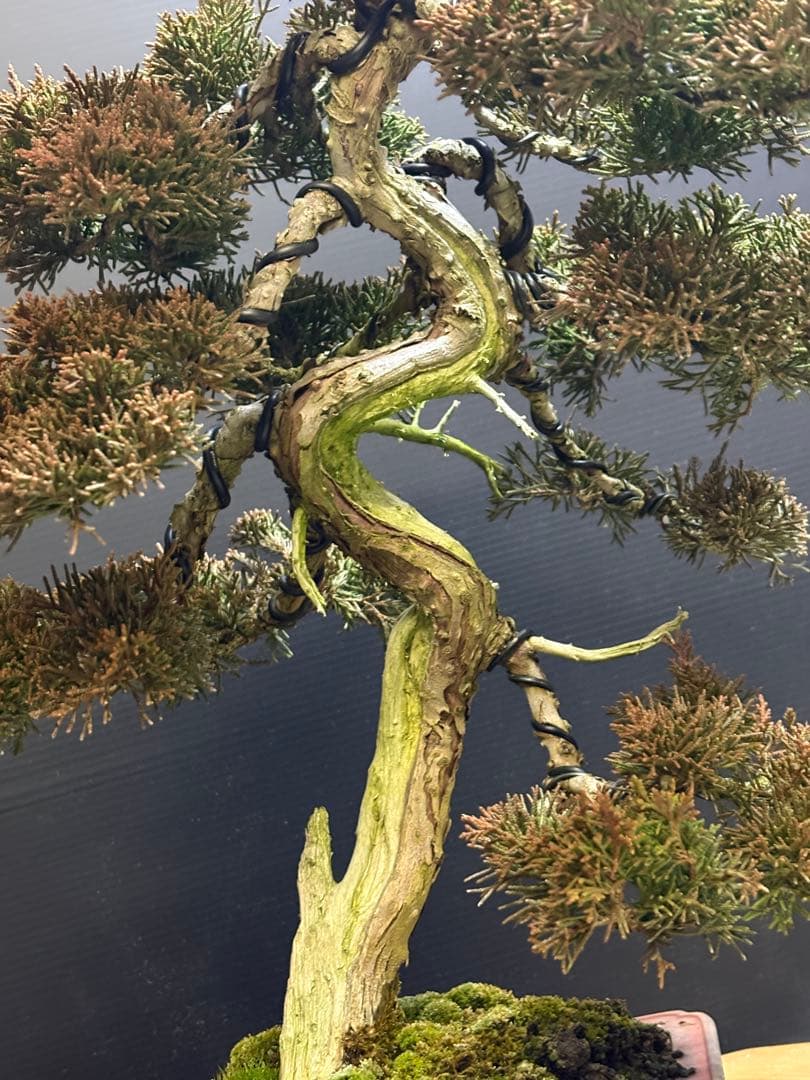 マ*郎様 [サービス❗️オークション❗️盆栽]真柏