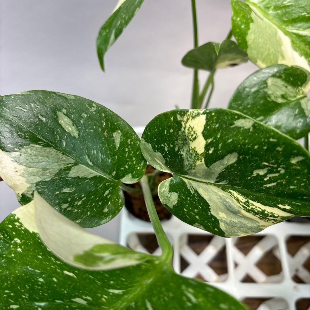 キ*タ様 10株セットms69【特別選抜】モンステラ・タイコンステレーション 斑
