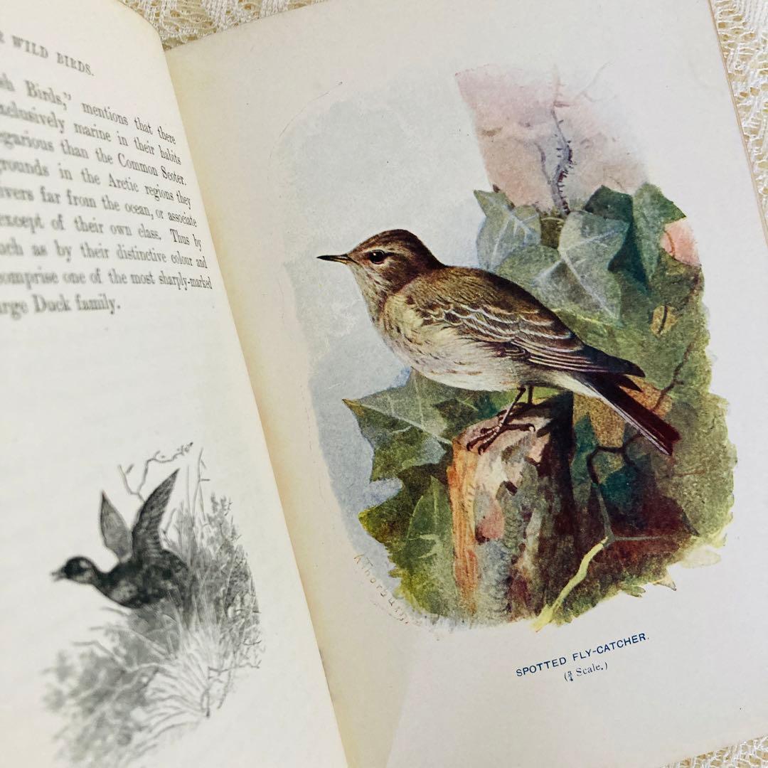 洋書　古書　Familiar Wild Birds 1&2巻　アンティーク鳥図鑑