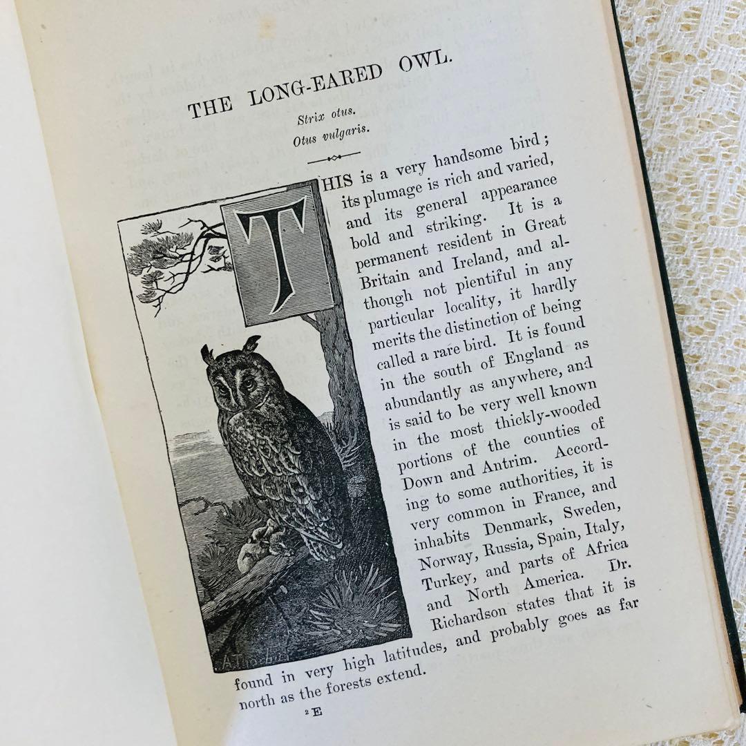 洋書　古書　Familiar Wild Birds 1&2巻　アンティーク鳥図鑑