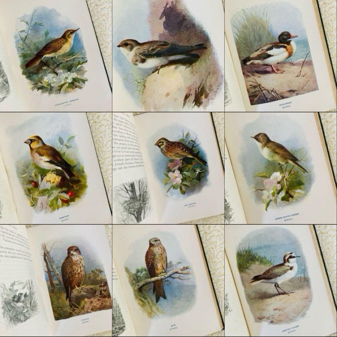 洋書　古書　Familiar Wild Birds 1&2巻　アンティーク鳥図鑑