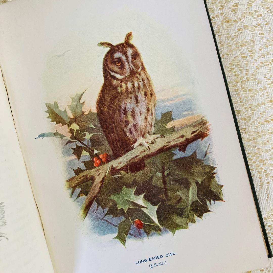 洋書　古書　Familiar Wild Birds 1&2巻　アンティーク鳥図鑑