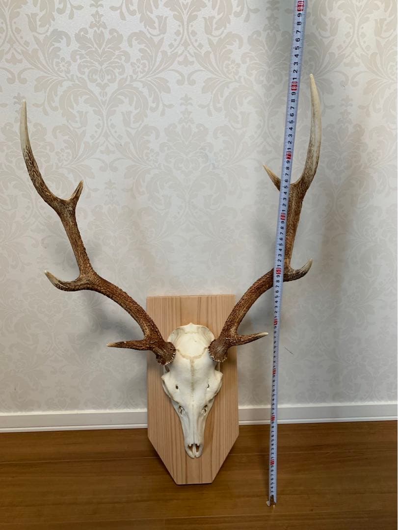 タイムセール！ハンティング・トロフィー　壁掛け　丹波篠山産